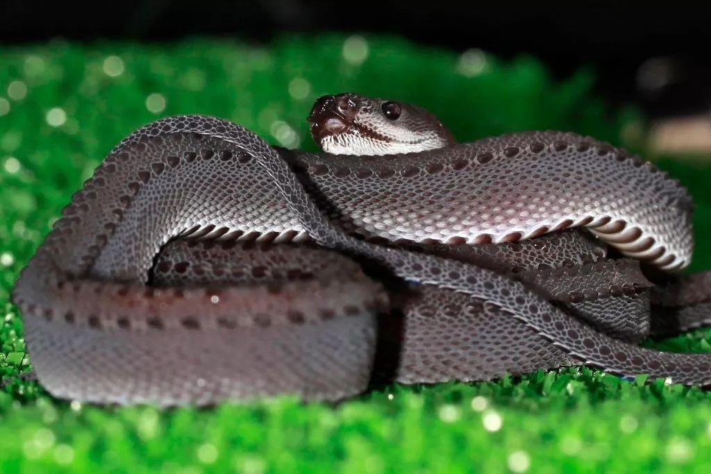 物种介绍爪哇闪皮蛇是你吗夜华白浅成婚了你怎么不在