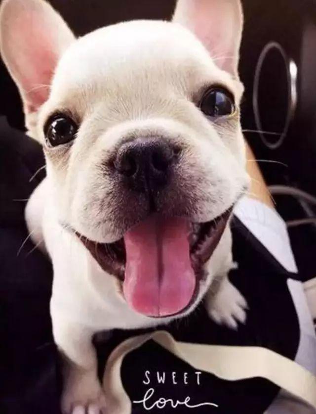 这充满爱意的小眼神怕是世上最爱你的了