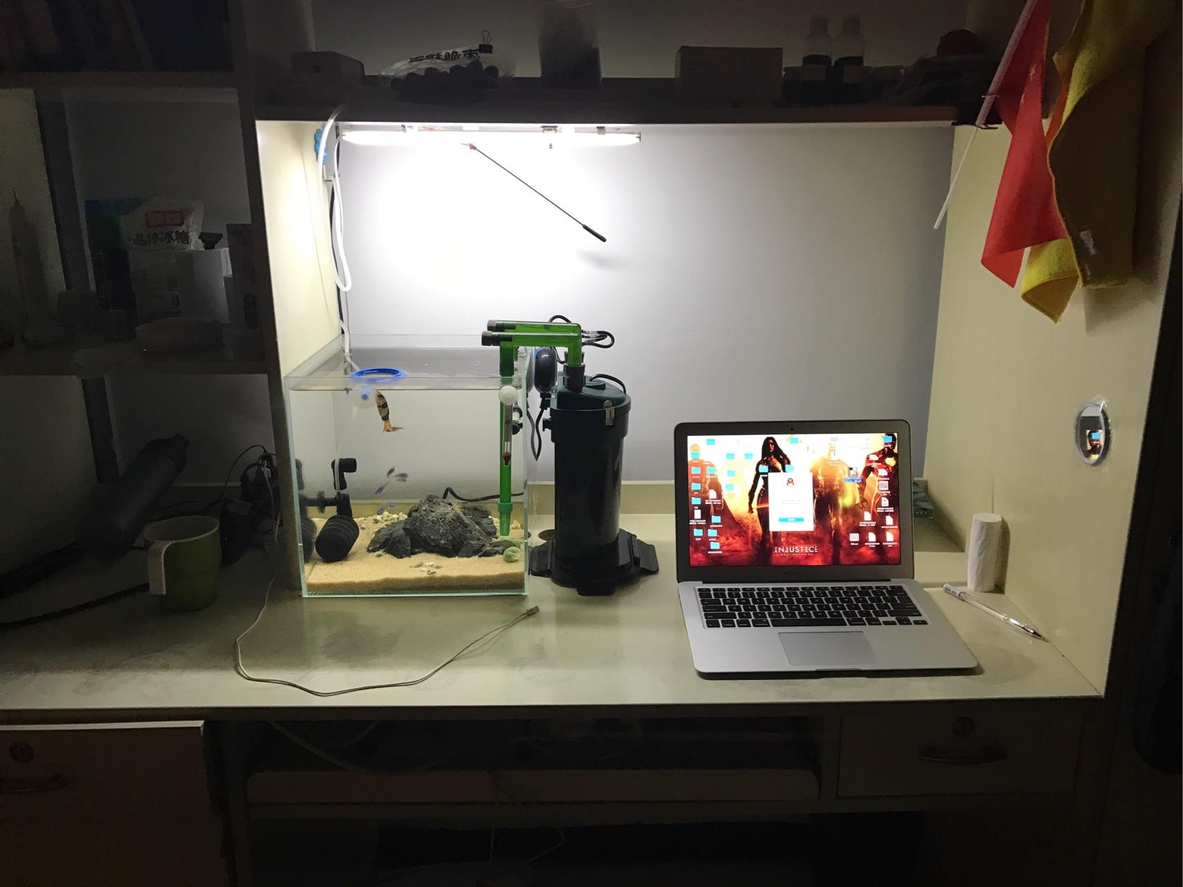 长期住在宿舍里的学生党养什么宠物比较合适?