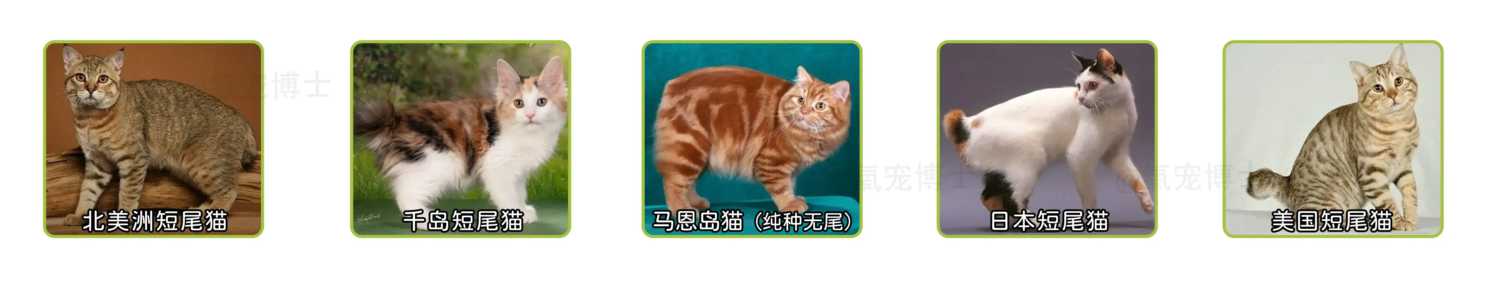 我家猫的尾巴怎么像猪尾巴?兽医:这是万里挑一的麒麟猫!