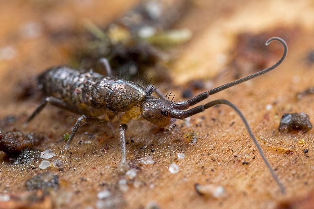 地球演义六足传奇2草蛇灰线