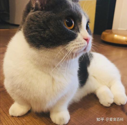 不瞒你说有这几个特征的猫咪真的很旺家