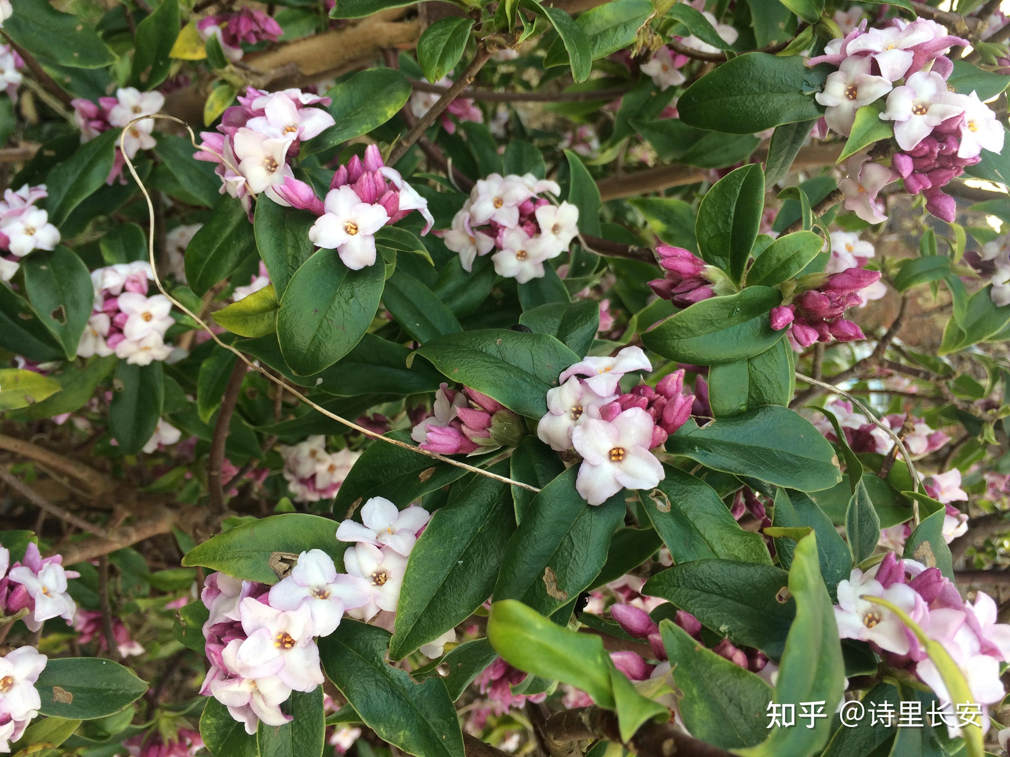 唐代的山桂是什么花