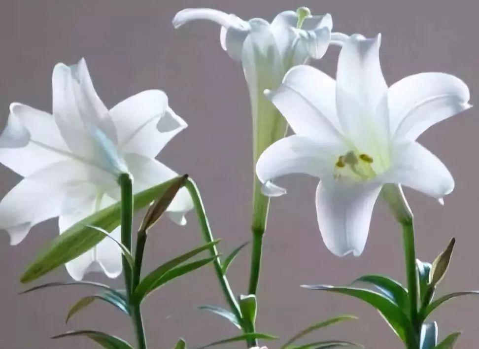 百合的种植方法与技巧 v2-924a5a832cb4cec9ac0a4b6354d363f6_r.jpg