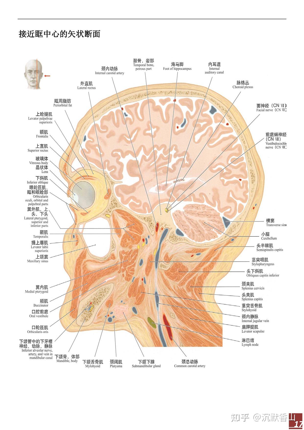 口腔颌面部断面解剖思维导图 - 知乎