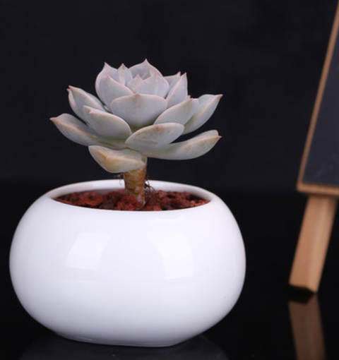 2017年我在淘宝上买了一整个景天科哦,我罗列一下.