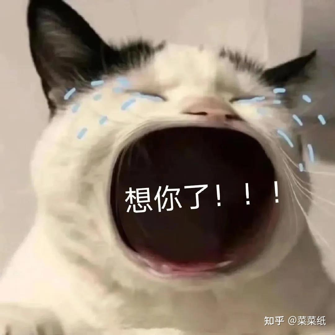 有没有大嘴猫咪的表情包