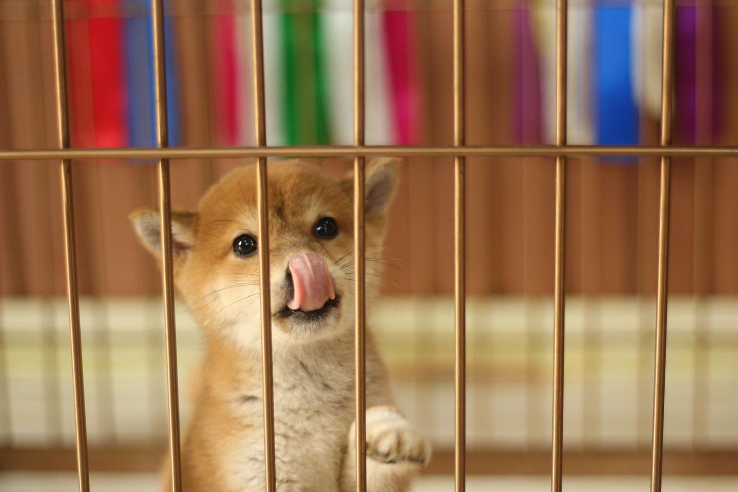 请问 白柴是正宗的柴犬吗 为什么白柴那么便宜 知乎 请问 白柴是正宗的柴犬吗 为什么白柴那么便宜 知乎