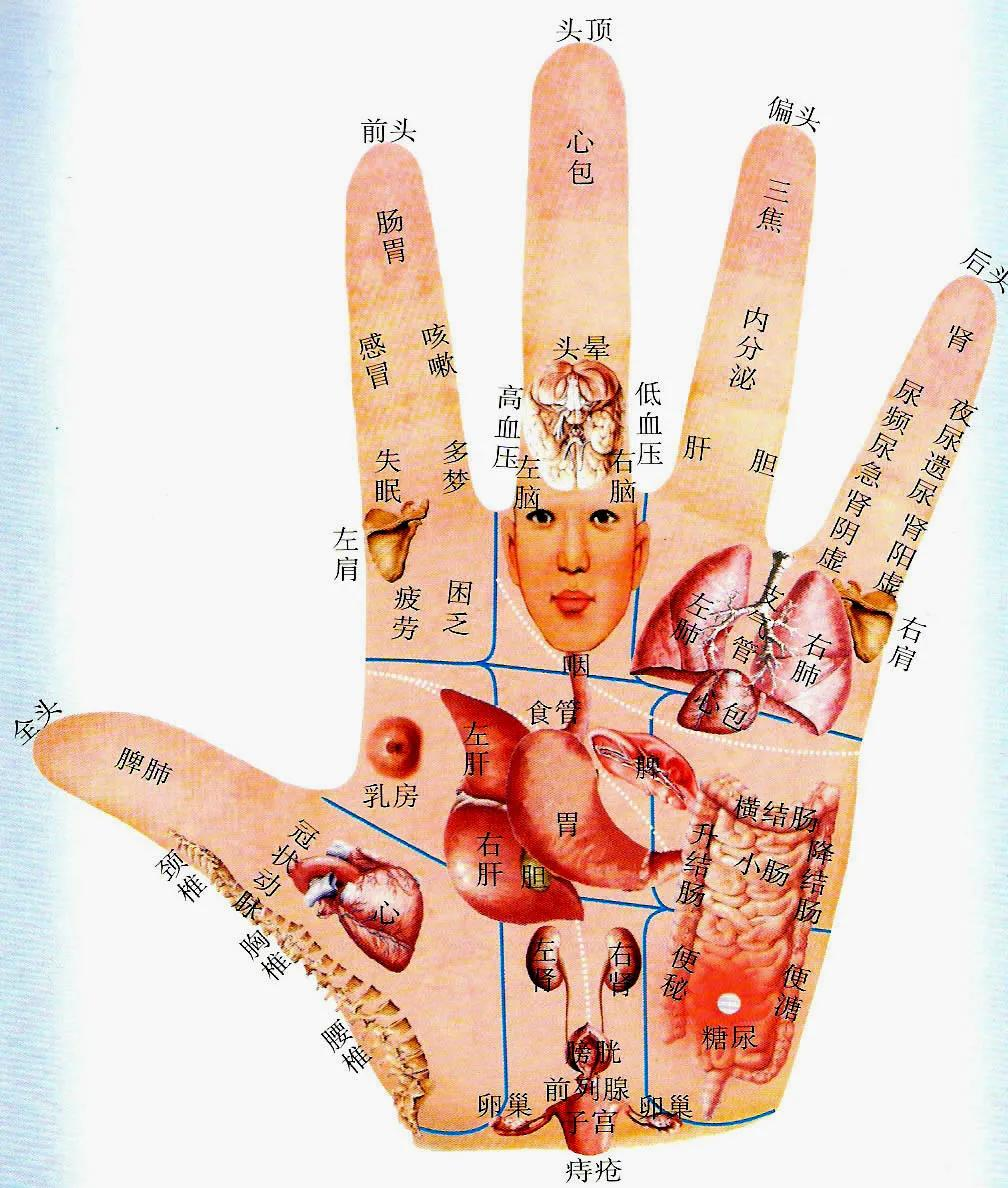 一只手就是人体的全息投影手上的脏腑分区一定要记牢