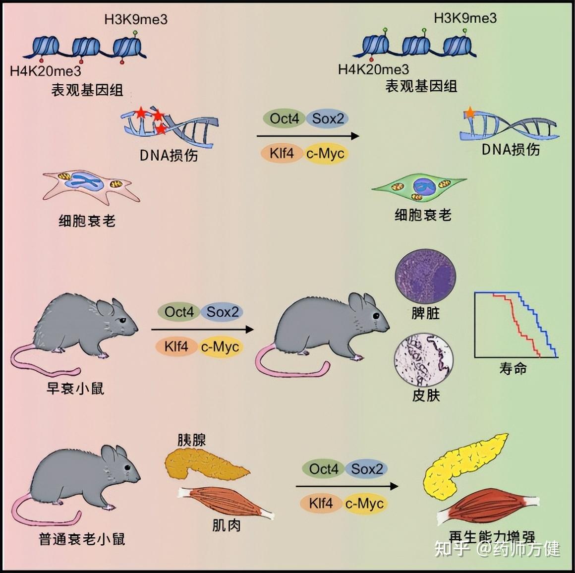 大鼠海马分区结构图图片