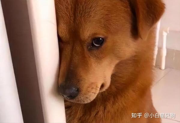 养狗的8大误区,别让你的无知,害了它 - 知乎