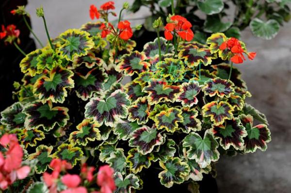 天竺葵不简单深挖天竺葵分类