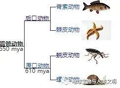 【动物界全系列】原口动物概述 知乎
