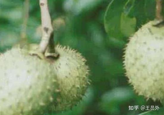番荔枝和刺果番荔枝的区别 - 知乎