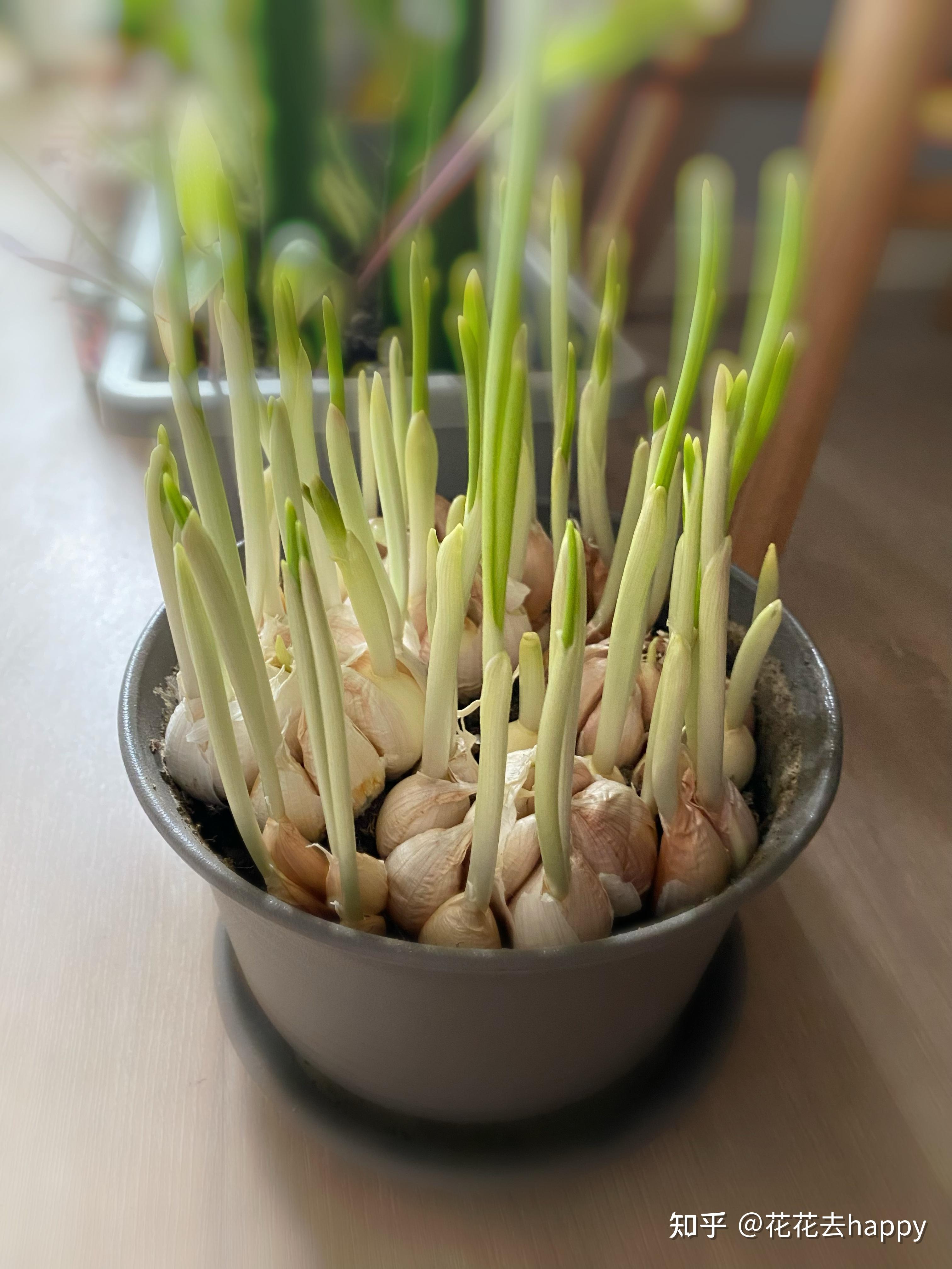 植物养成记之蒜苗盆栽