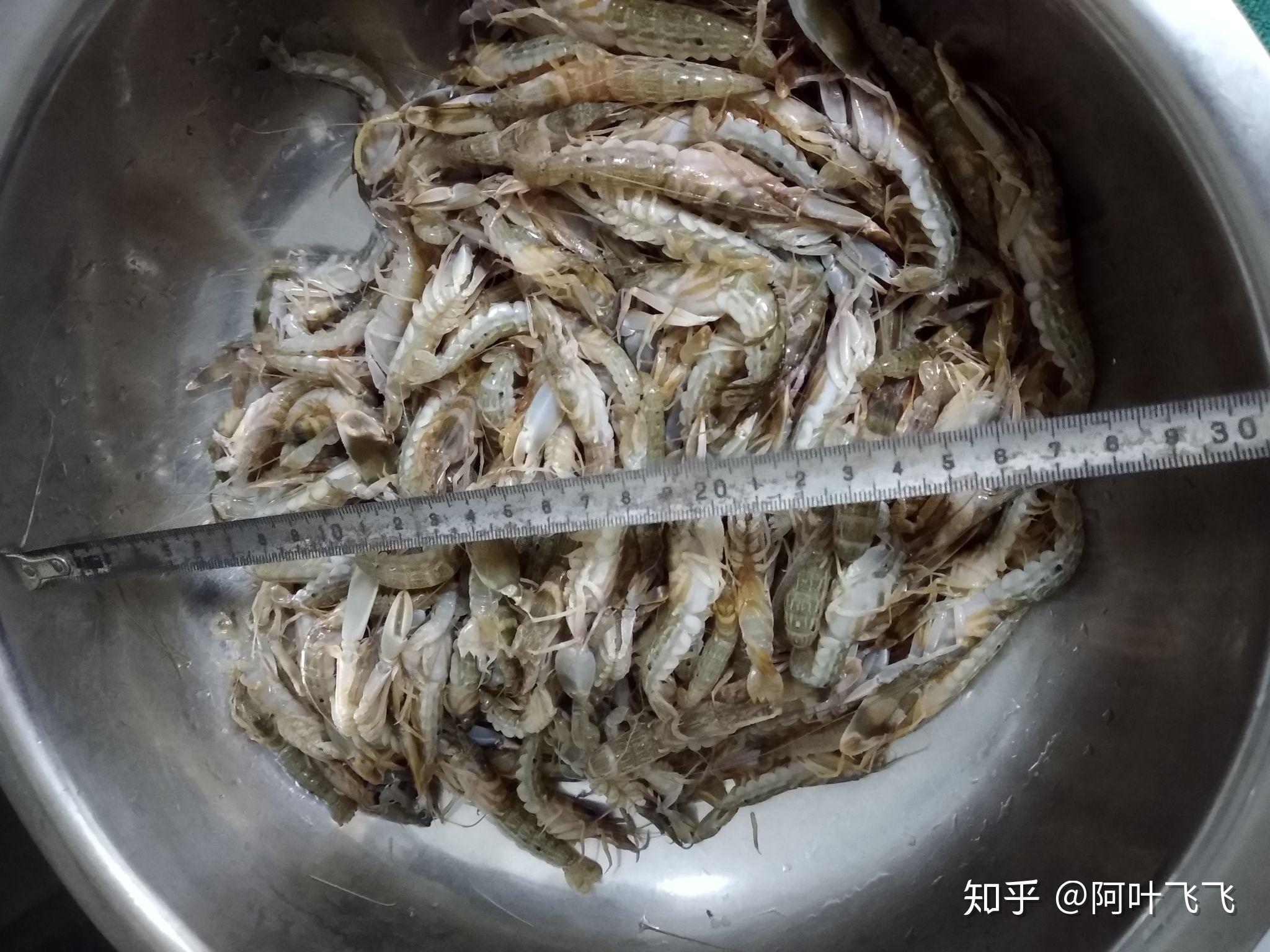 食夹贝虾时节到了