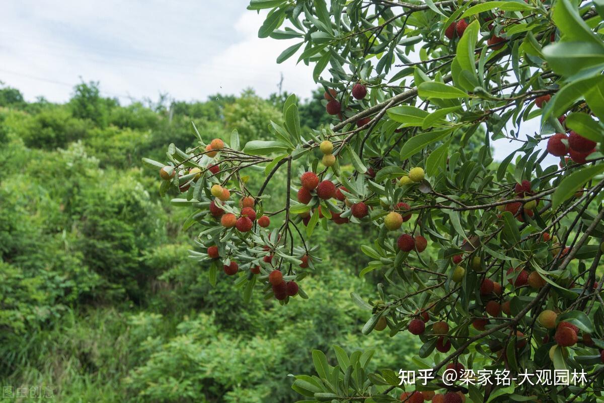 杨梅如何种植？ - 知乎