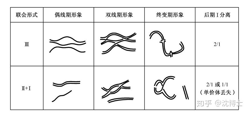 同源染色体折线图图片