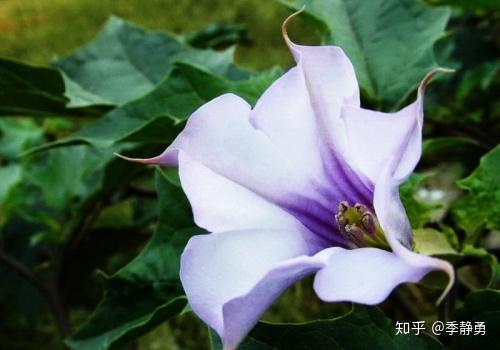 曼陀罗花又名洋金花,押不芦,山茄花,胡茄花,风茄花,天茄花等,为茄科