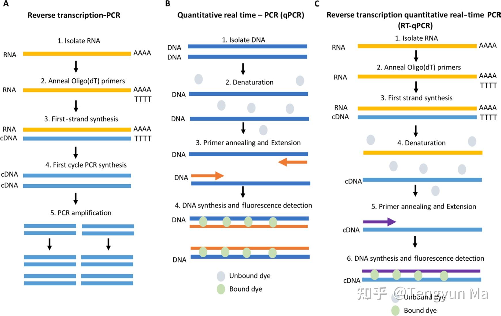 PCR qPCR pcr-qpcr