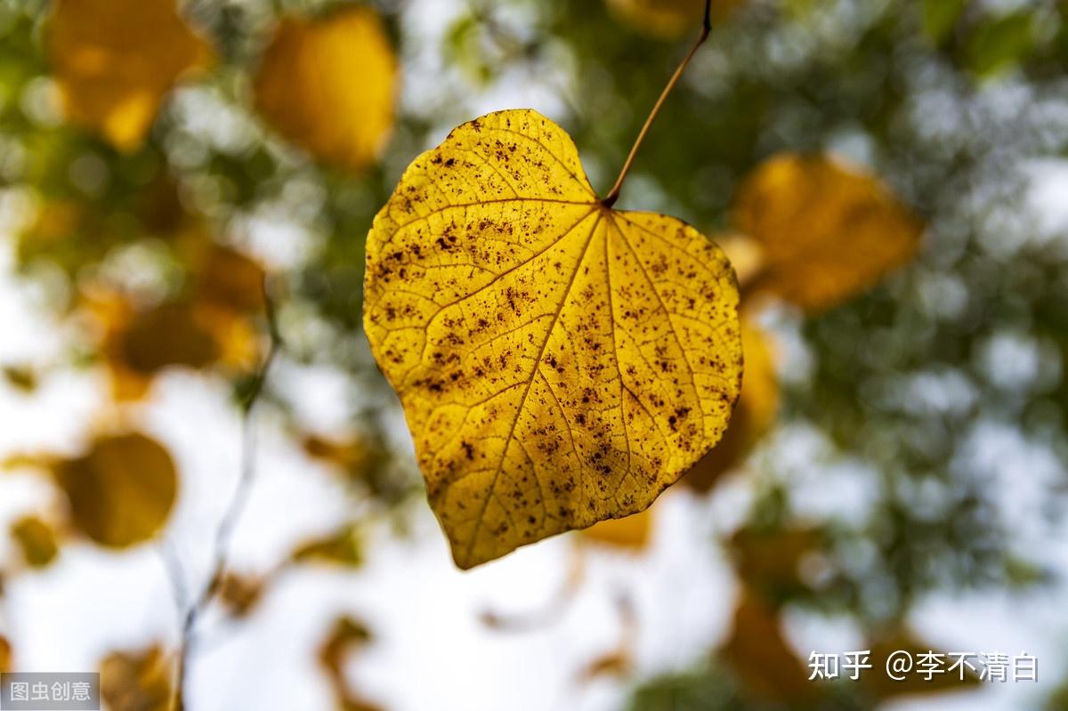 止語是一種修行無言是一種境界