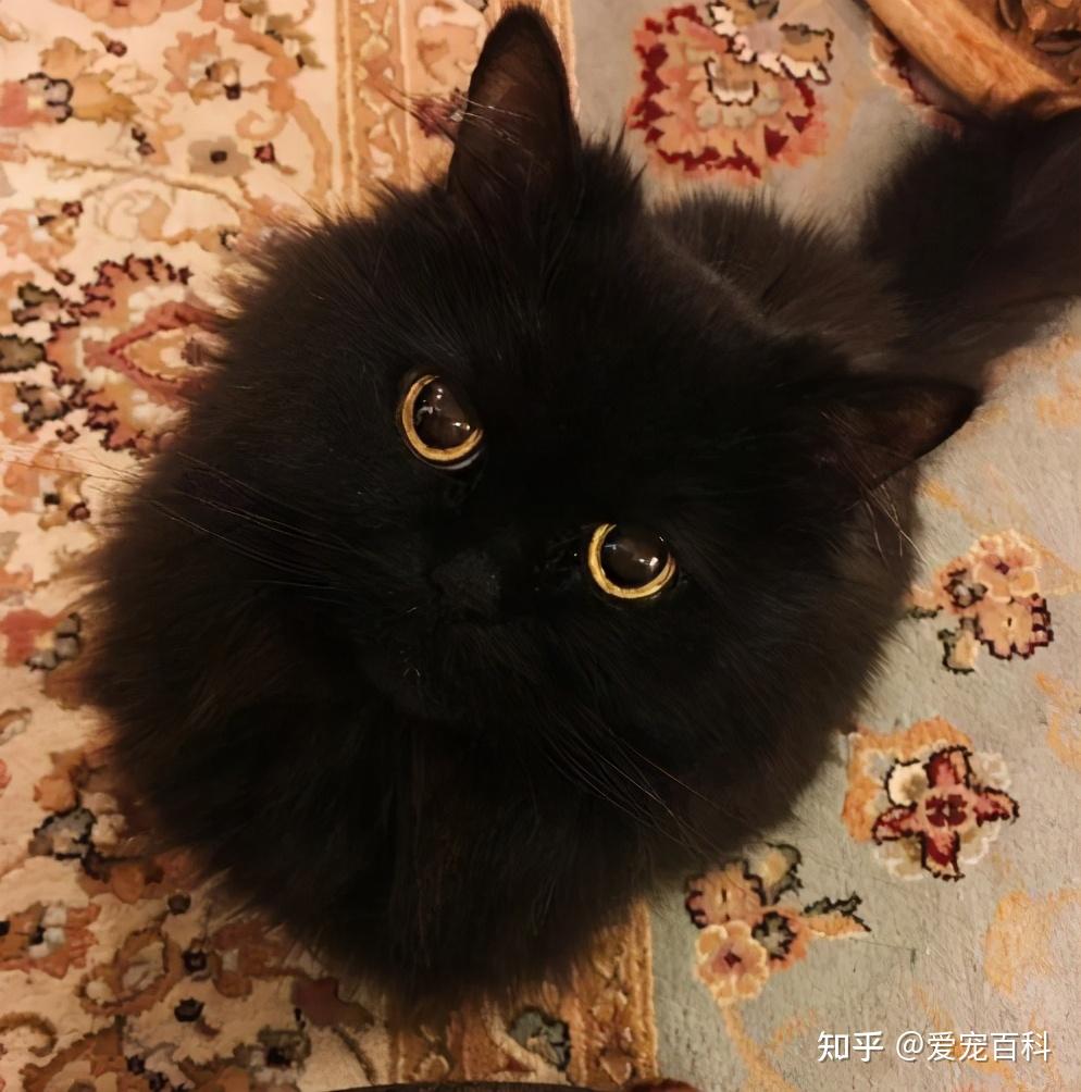 不养黑猫的原因