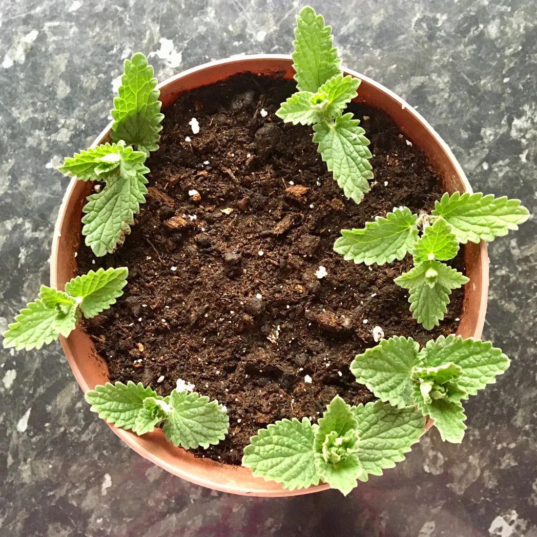 植物扦插，看这！ - 知乎