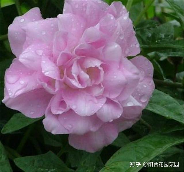 4种小草花遇土就疯长遇树上树遇墙爬墙力量势不可挡