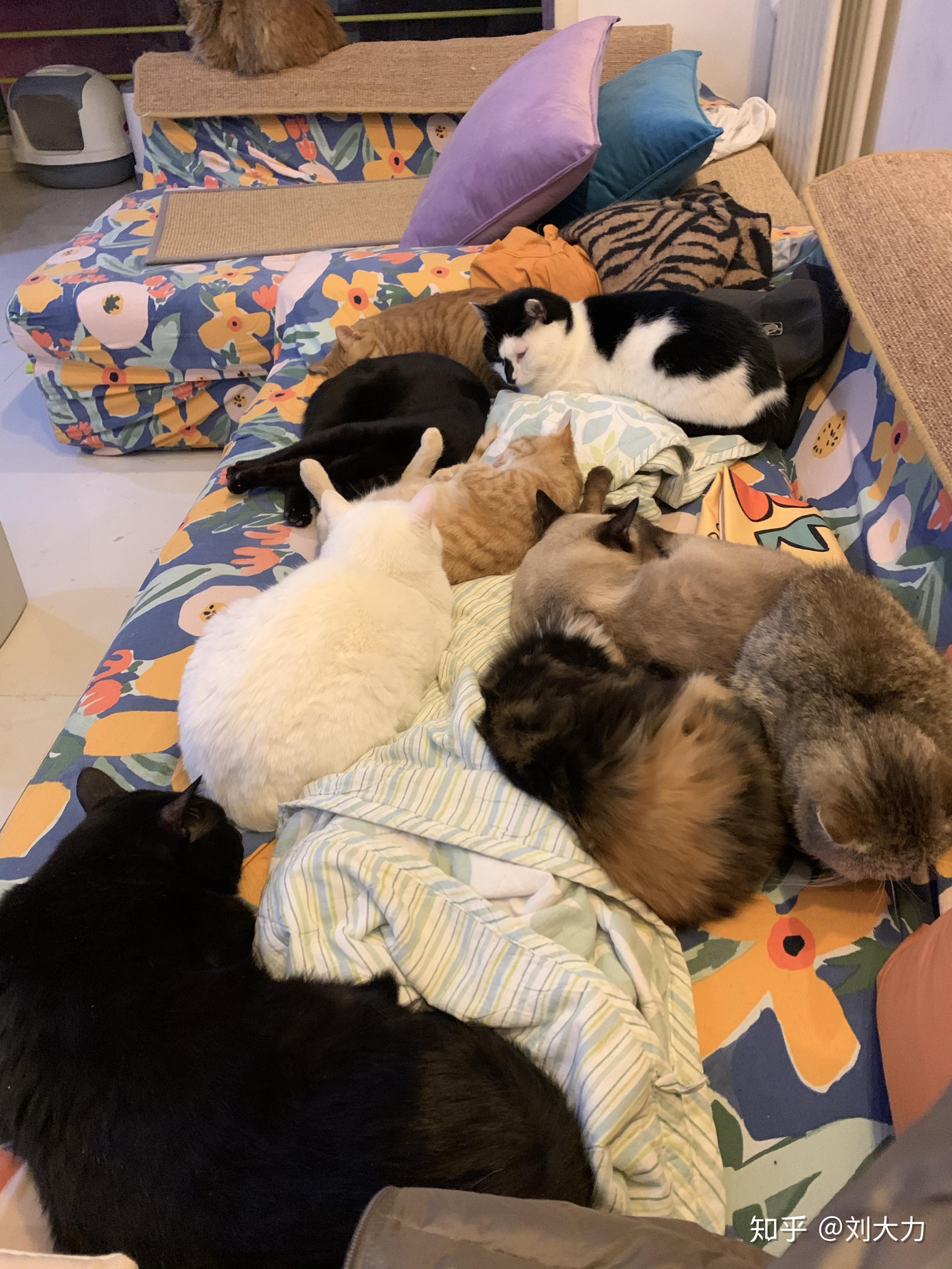 家里养21只猫是什么样的体验