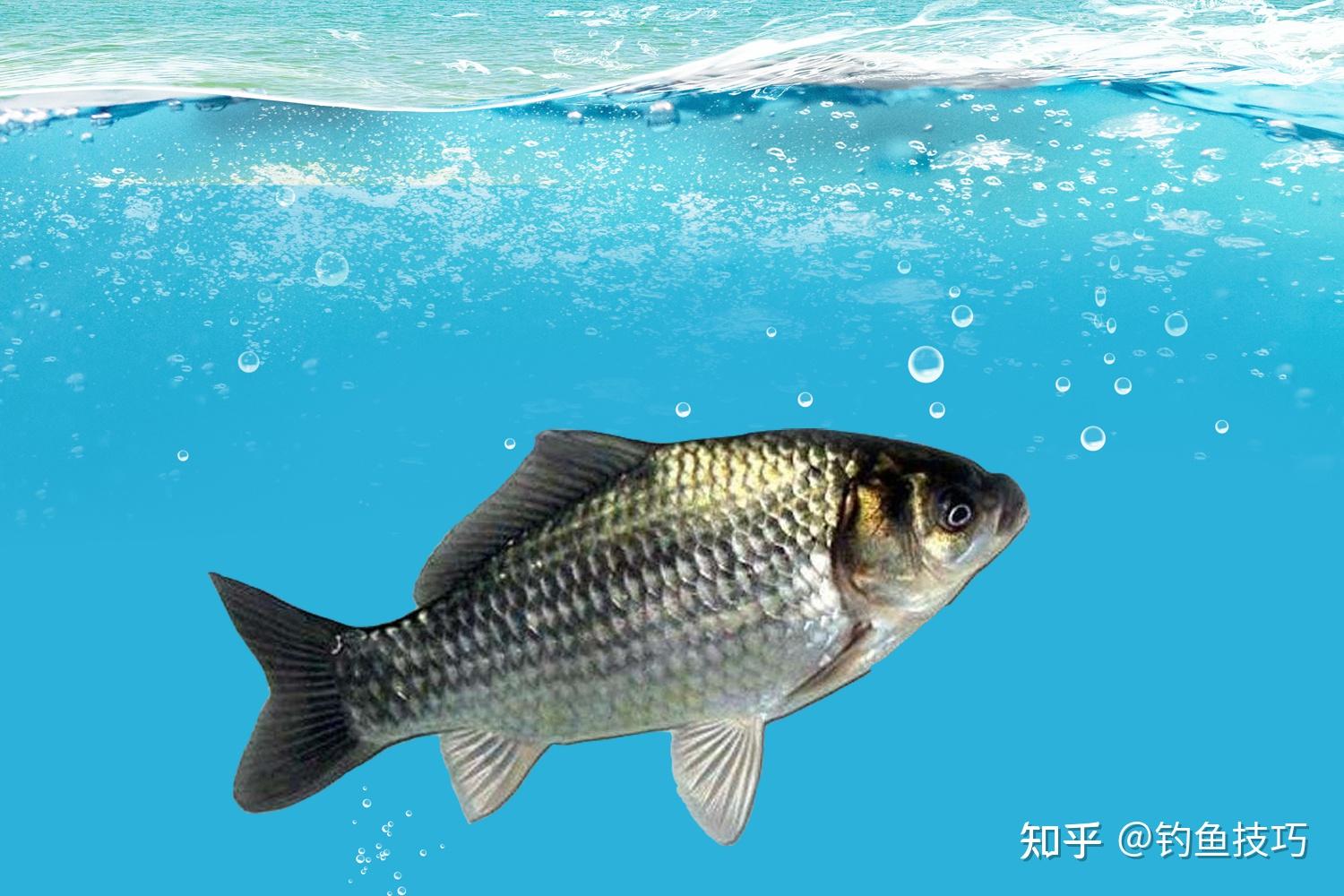 钓鲫鱼的主要技巧一:钓位选择,线组搭配,选漂技巧,调漂技巧