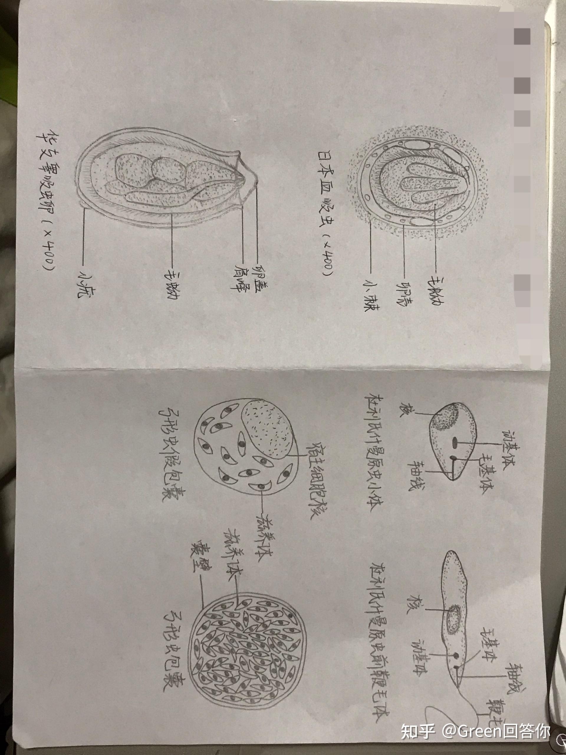 寄生虫手绘图 知乎 