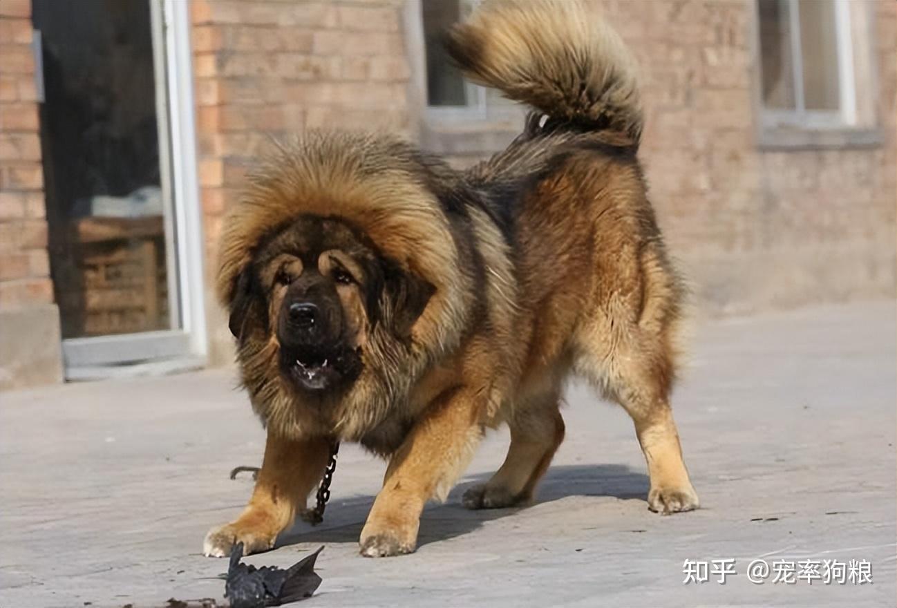 藏獒PK老虎，谁更厉害？藏獒：看不起我？ - 知乎