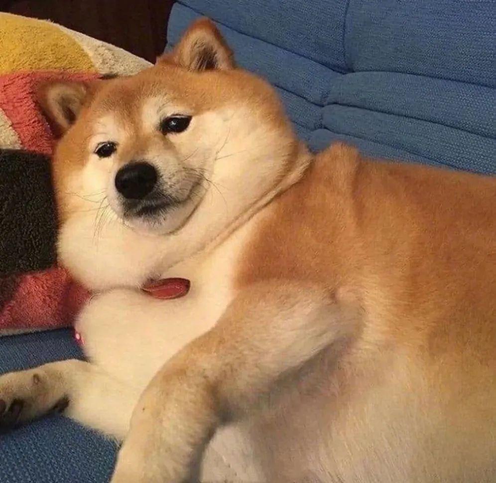 用动物头像的人都很温柔