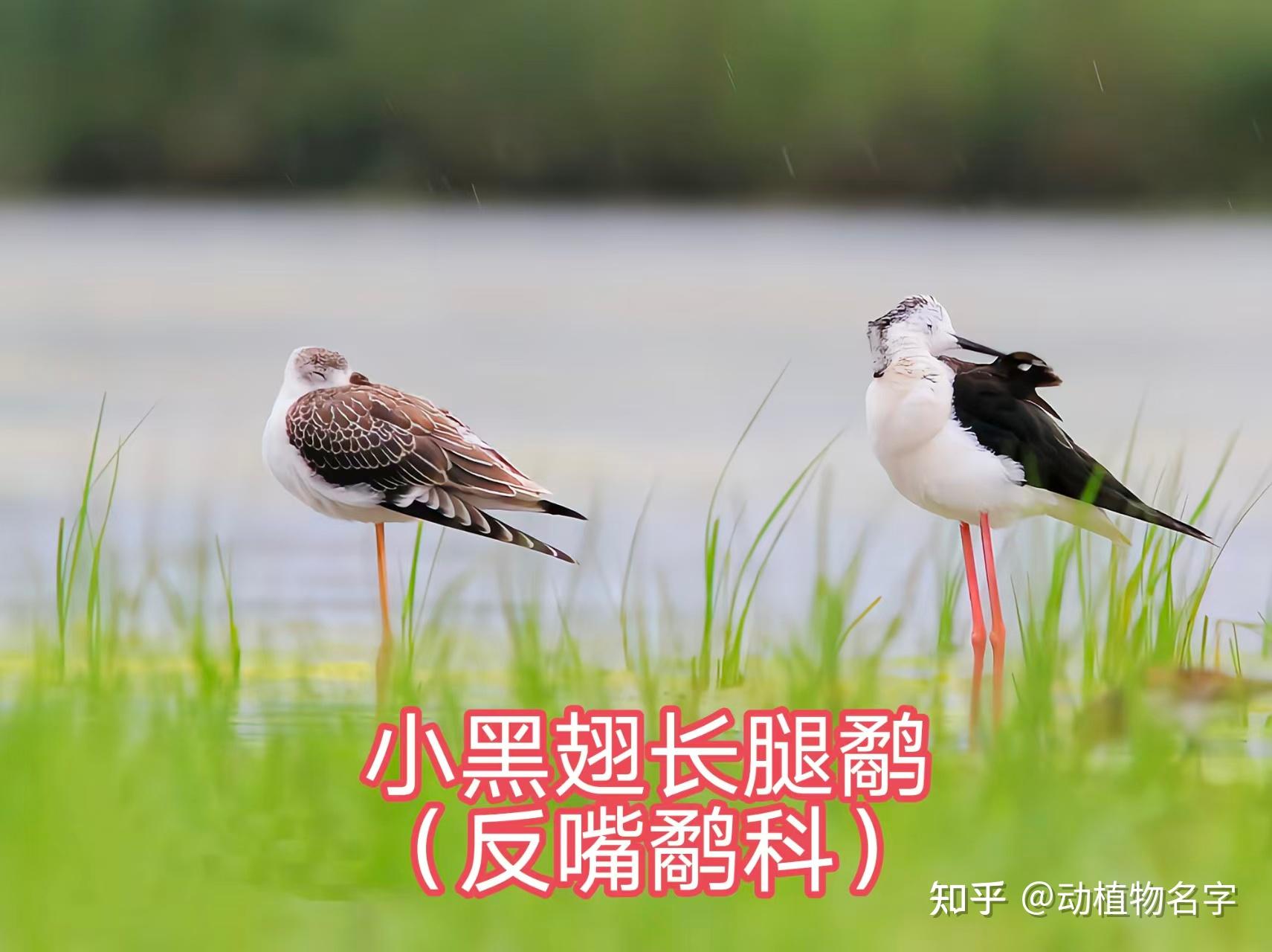 100图带您了解各种各样的鹬 - 知乎