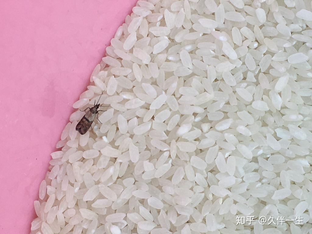 这是什么虫？浅黄色的，在米袋里发现的，跟我们常见的米虫完全不一样啊？ - 知乎