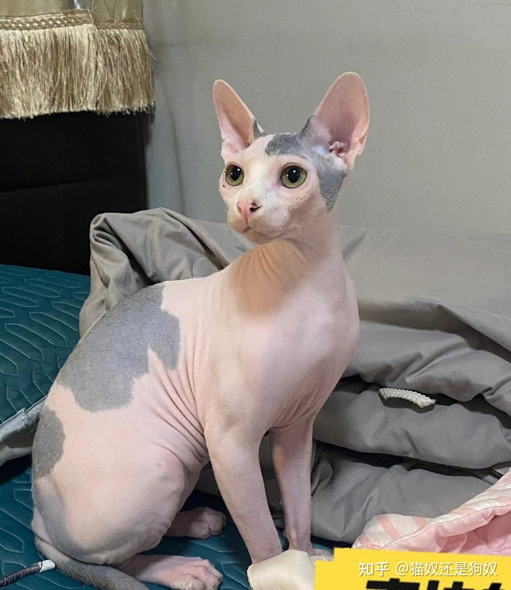 猫界智商排行榜最聪明的6种猫每只都是聪明喵