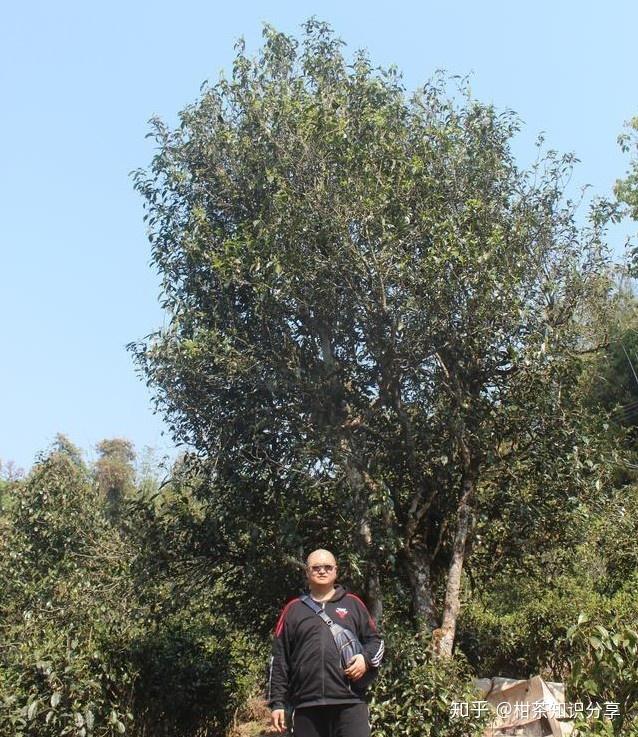 资深茶叶发烧友的我浅谈邹家驹对普洱茶的观点