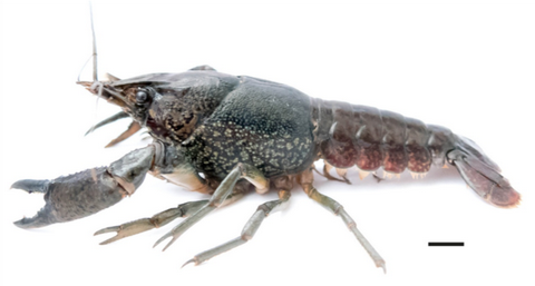 可以单性繁殖的美洲龙纹螯虾(procambarus fallax)能成为优质廉价的