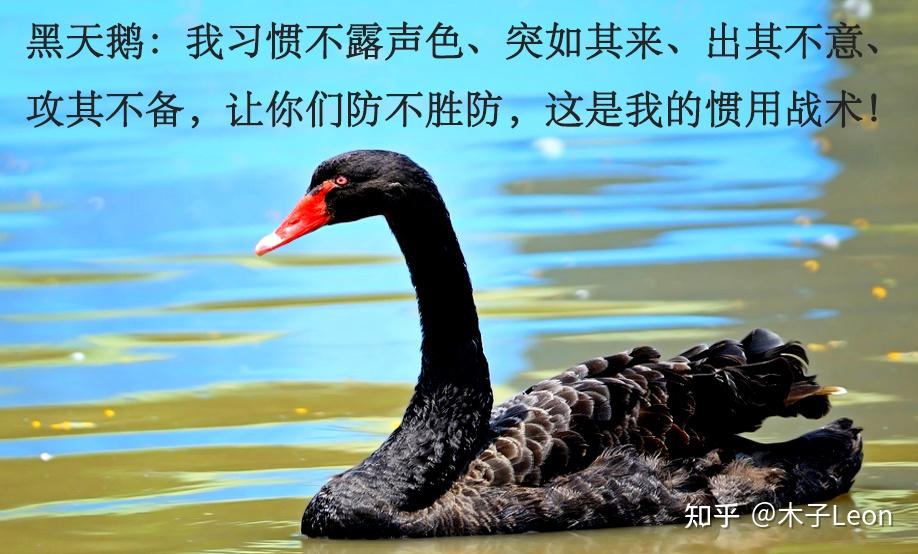 安全研讨丨警惕"黑天鹅",严防"灰犀牛"!