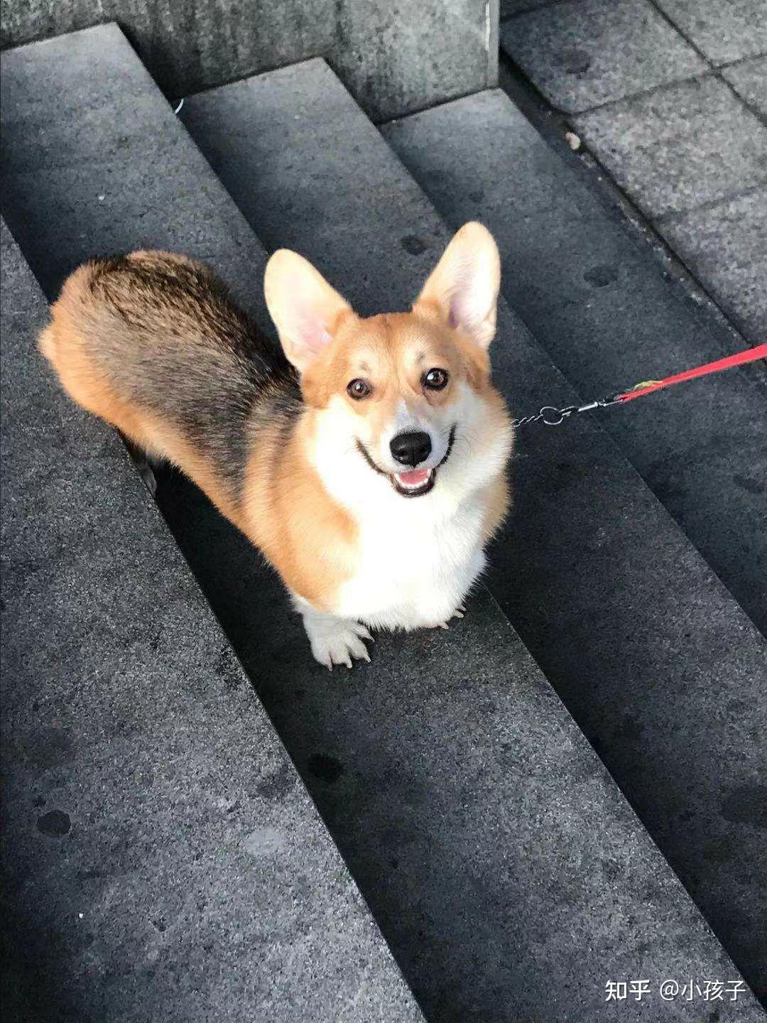 奶油脸柯基长大后脸上黑毛会褪吗? - 知乎