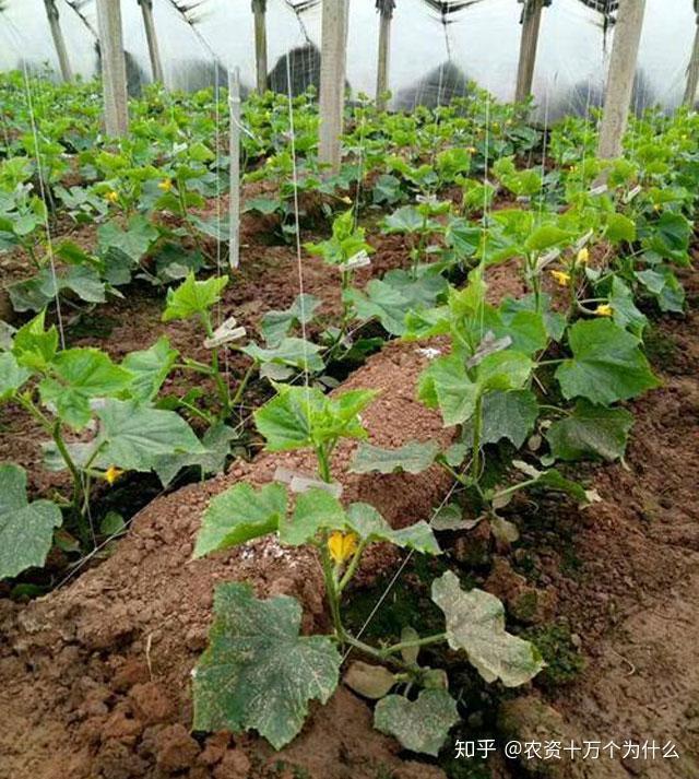 黄瓜种植做好这3点植株调整技术减少病虫害提高黄瓜产量