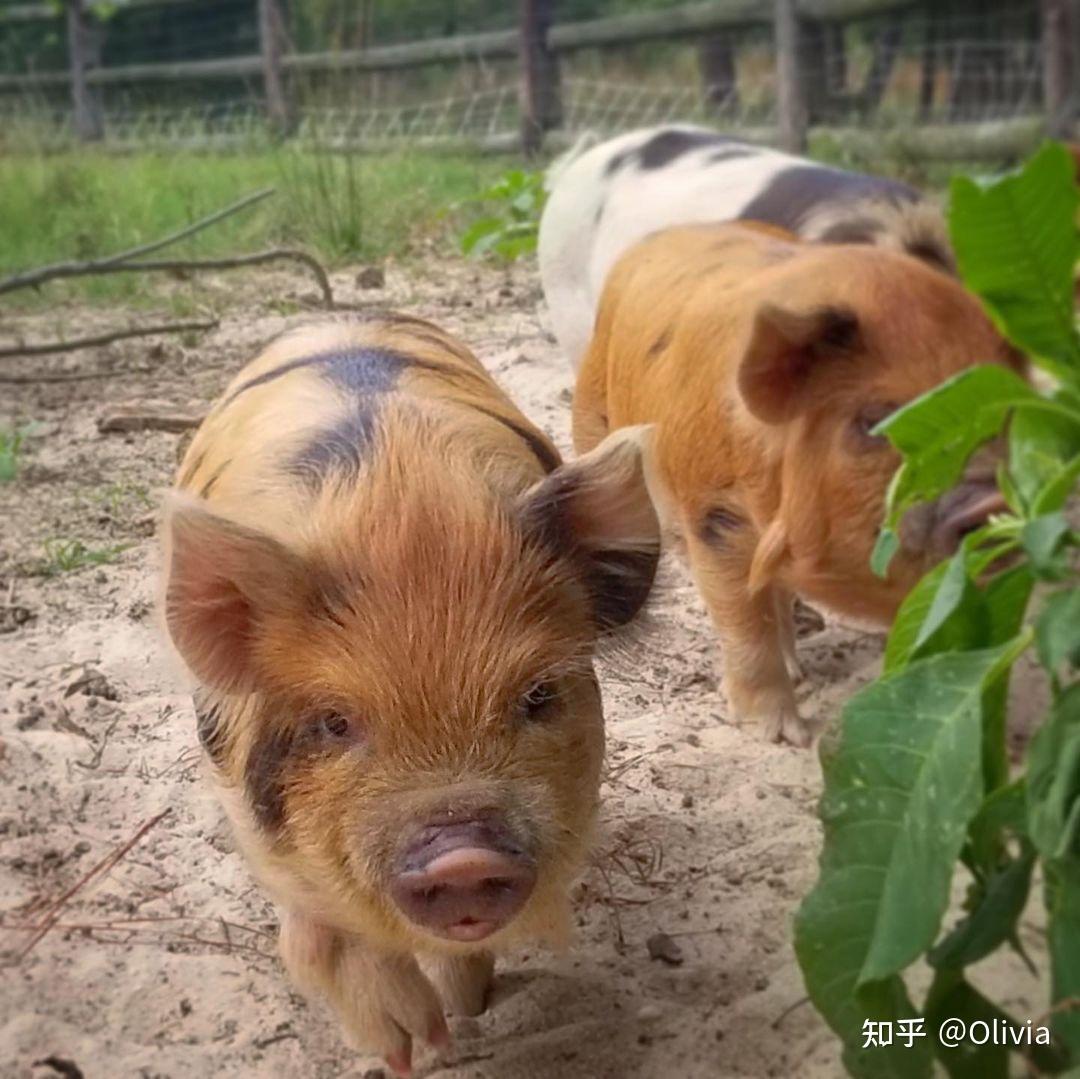 酷你酷你猪介绍