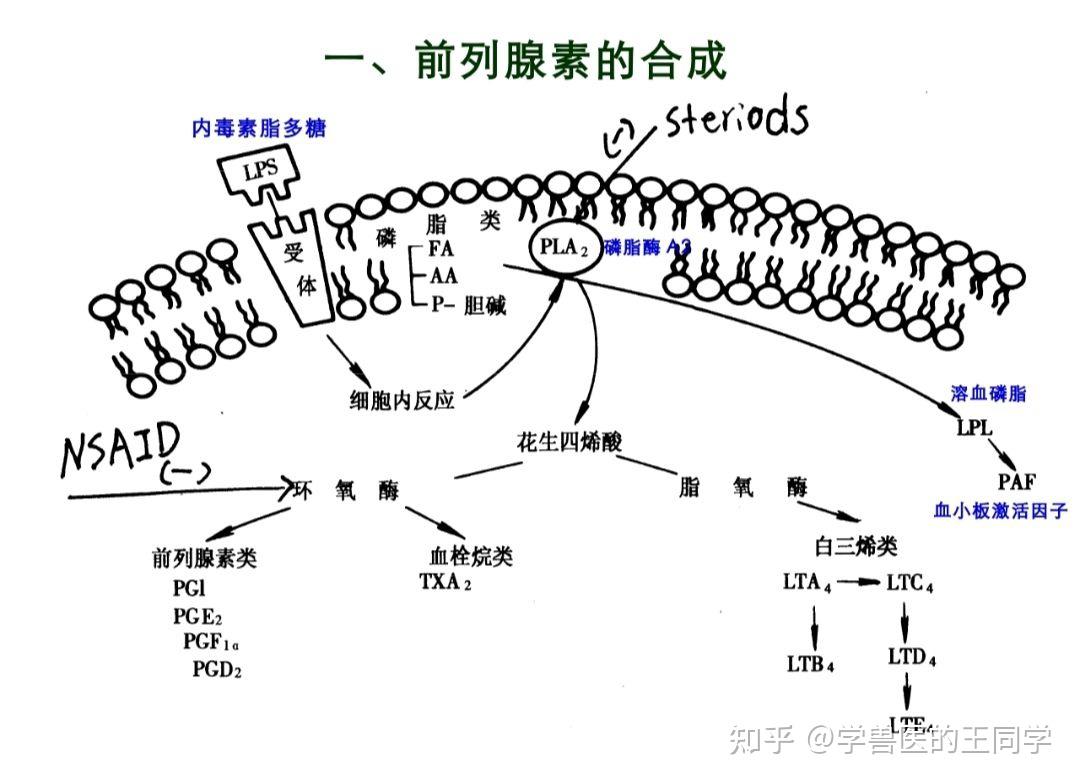 3.前列腺素的合成2.