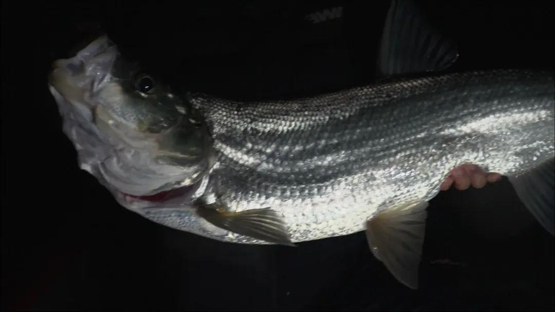 这位男子决定前往一个他从未尝试过的湖泊,听说那里的翘嘴鱼比较多