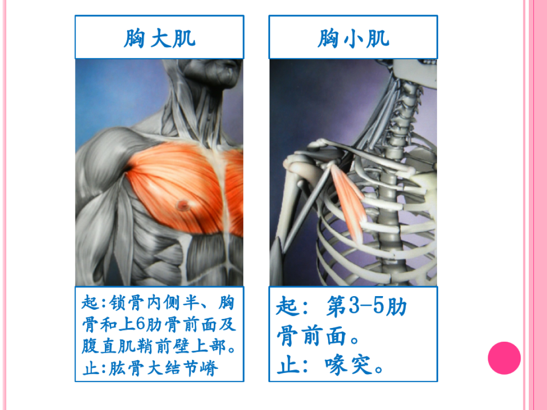 位置:胸大肌深层> 健身干货学堂 分享干货知识 5人 赞同了该文章 胸小