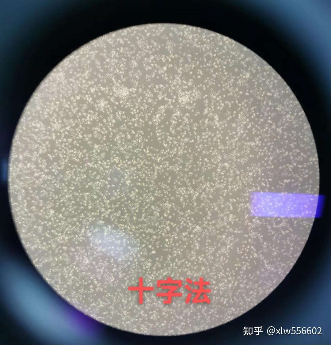 细胞铺板你铺匀了吗??? - 知乎