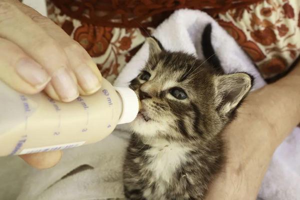 baby-kittens-all-settled-for-the-long-awaited-bottles-youtube