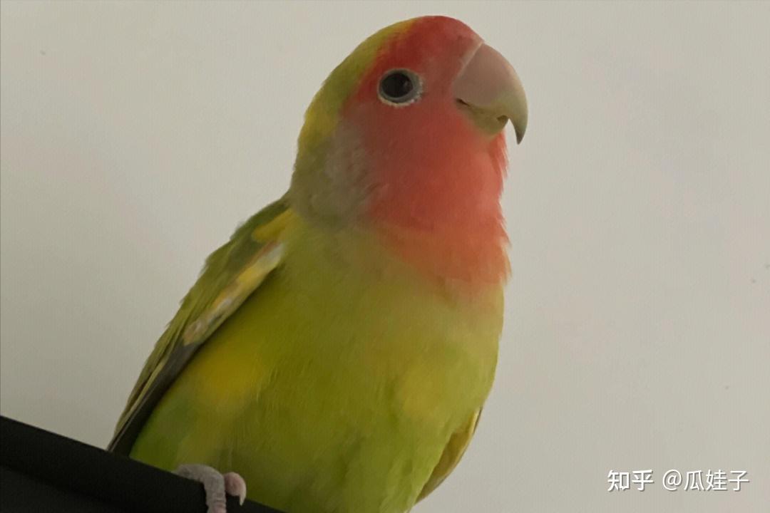 牡丹鹦鹉拉水便怎么办?为什么拉水便? - 知乎