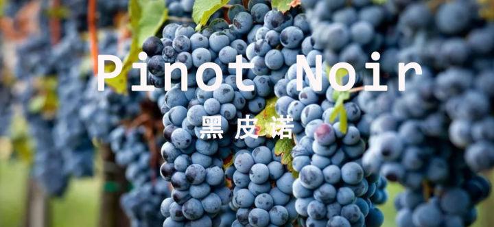 黑皮诺丨pinotnoir自带贵族属性的品种