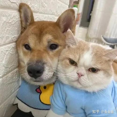 超好看的宠物微信头像狗狗版